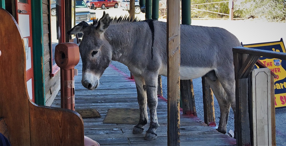 Oatman 1.jpg